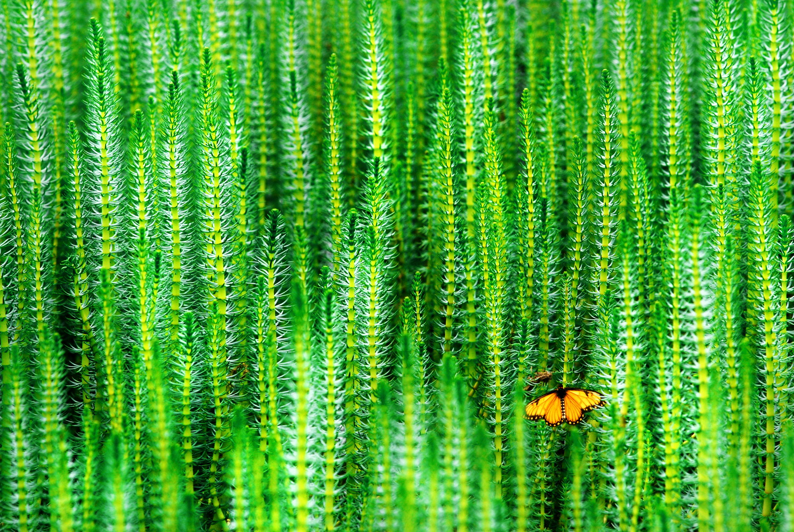 一等奖 春色满园关不住,一只蝴蝶丛中来-生物科技-沙丽丽