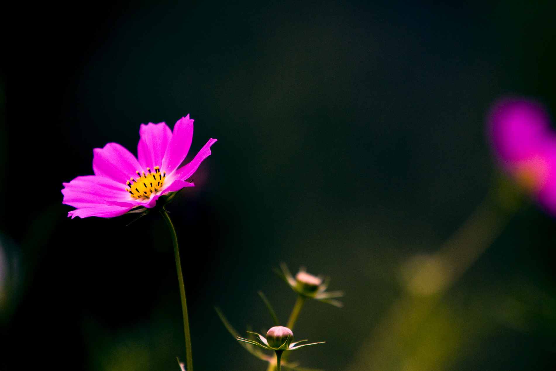 一等奖 连雨不知春去,一晴方觉夏深-生物科技-沙丽丽