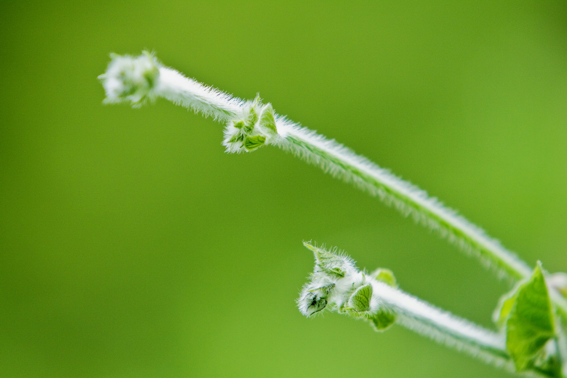 一等奖 首夏犹清和,芳草亦未歇-生物科技-沙丽丽