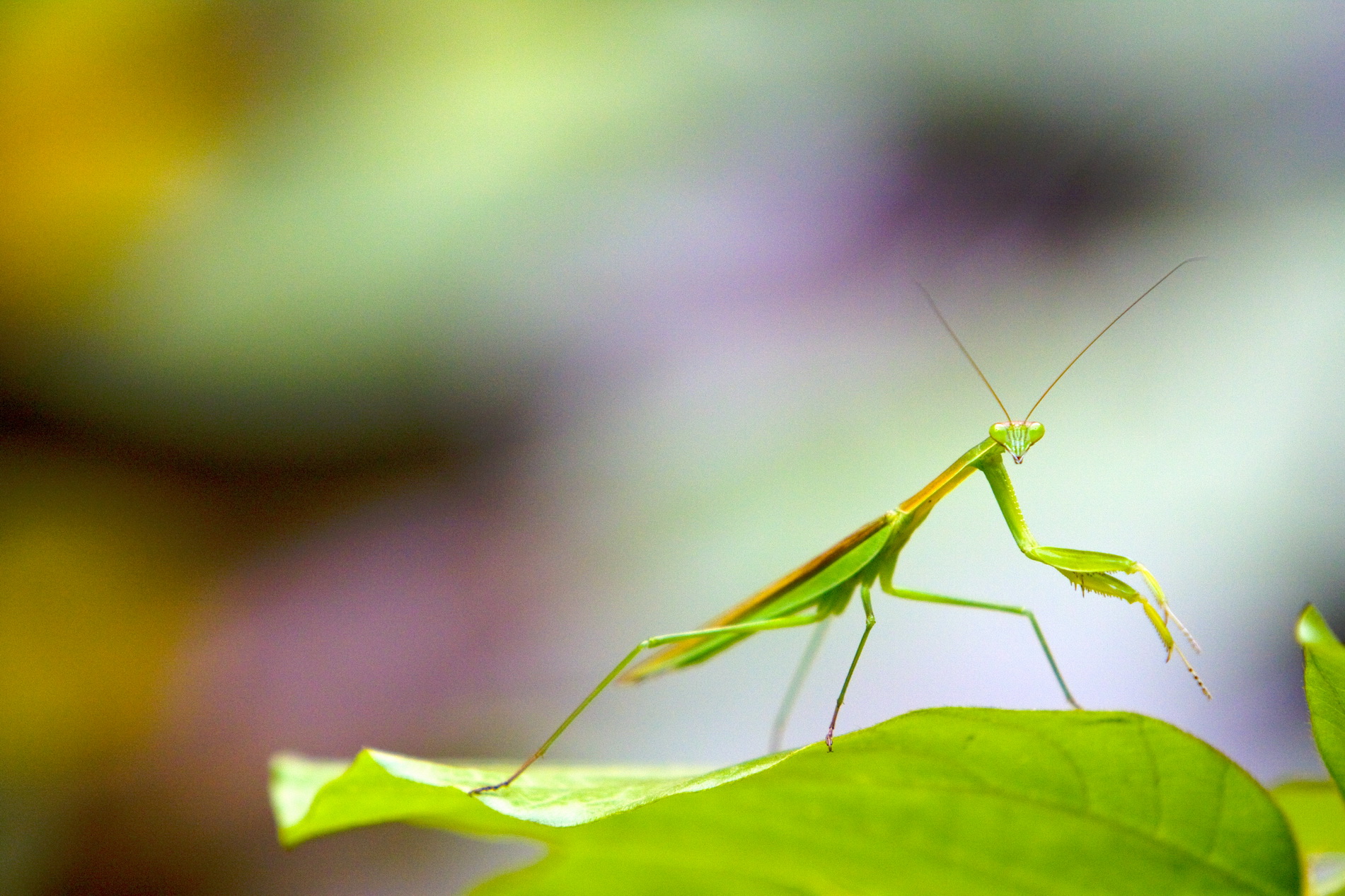 一等奖 一夜雨声凉到梦,万荷叶上送秋来-生物科技-沙丽丽
