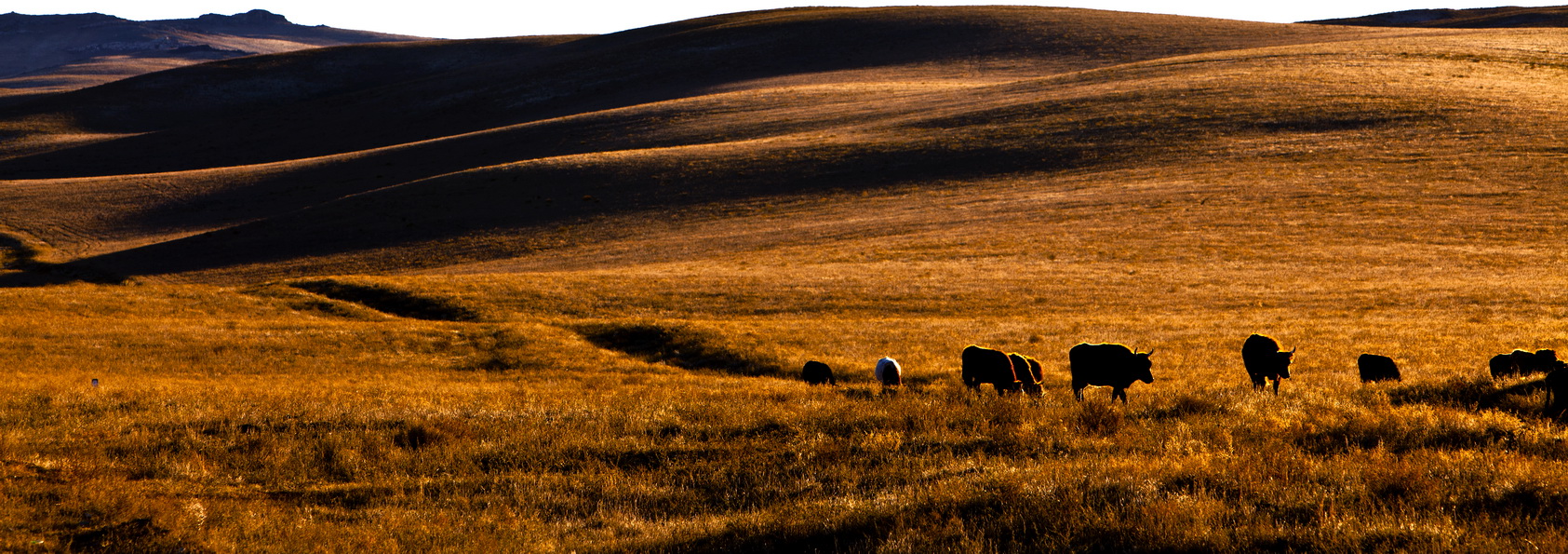 三等奖 秋-生物科技-范馨雷