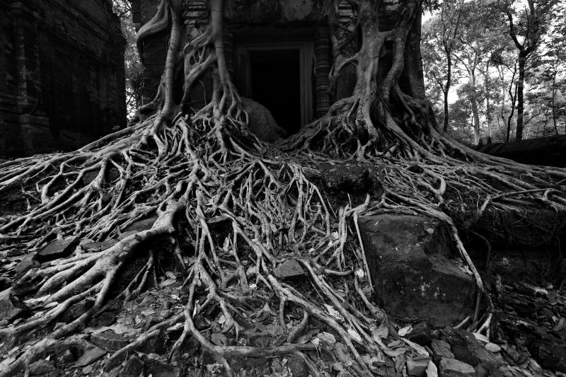 一等奖-生物科技-范馨雷 用身体描述生命的世界