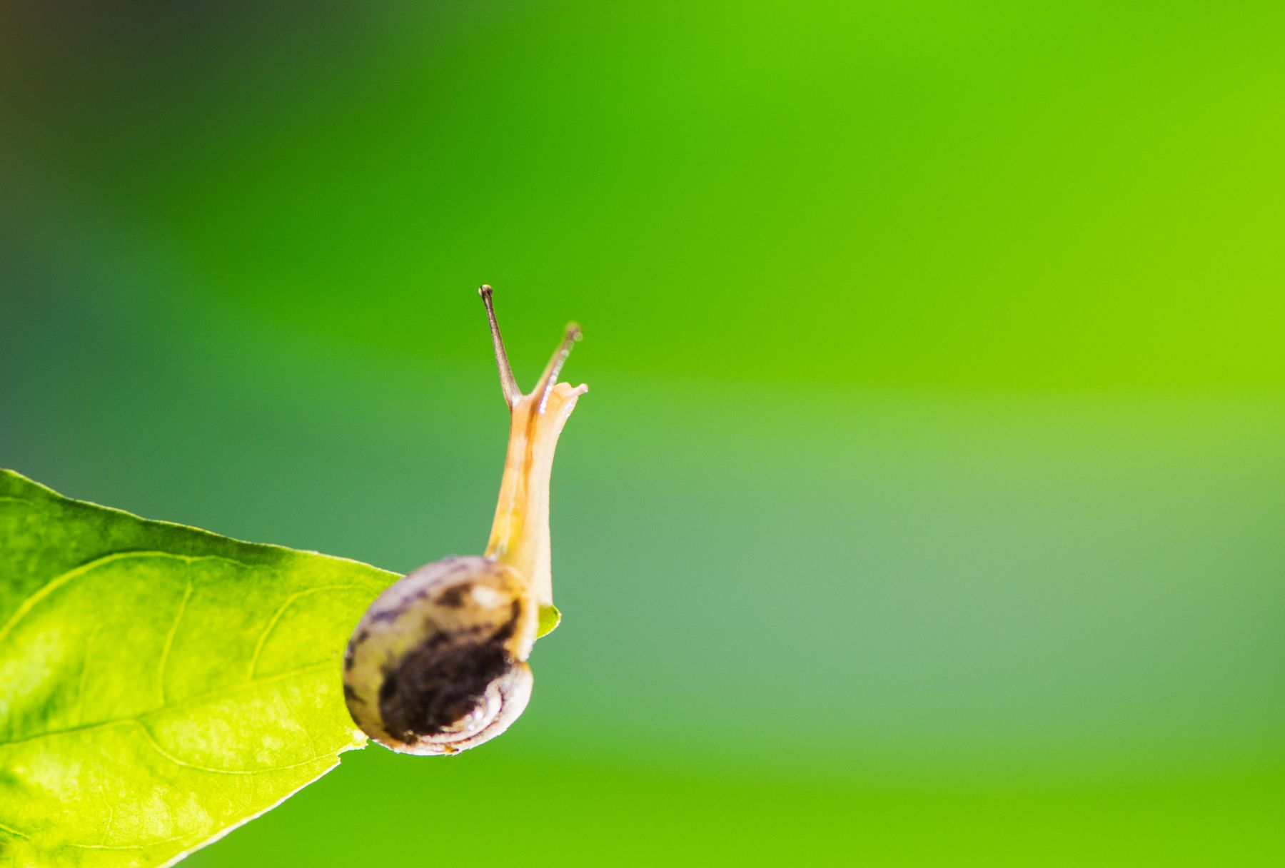 二等奖-飞嘉创业-廖建湘 翘首以盼