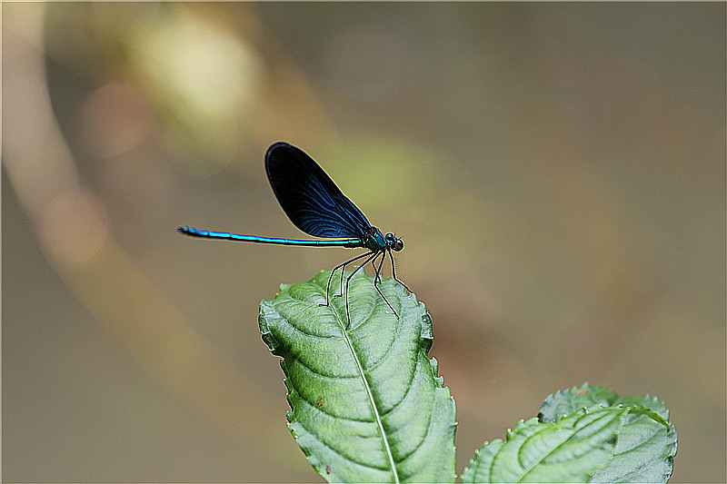 二等奖-集团总部-余雪松 早有蜻蜓立上头