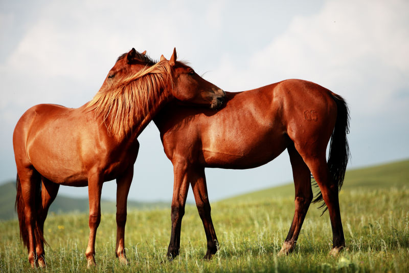 三等奖-生物科技-沙丽丽 黄昏下温柔以待
