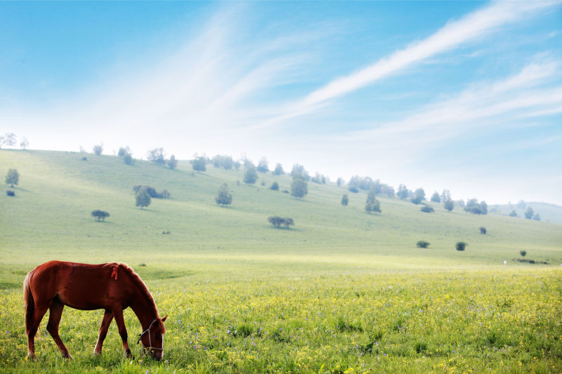 三等奖-生物科技-沙丽丽 浪漫的下午