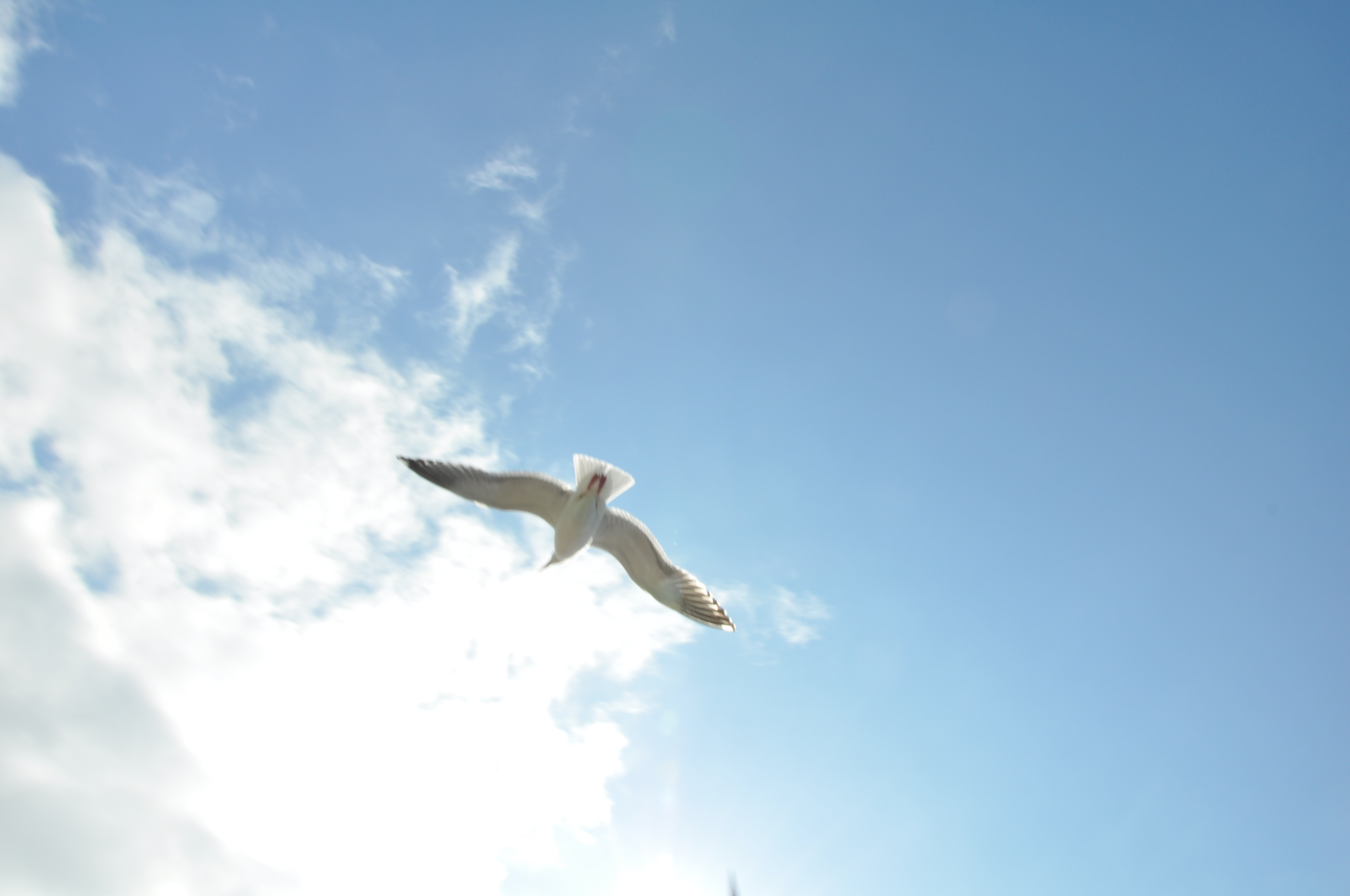 三等奖-集团总部-洪 亮 飞翔